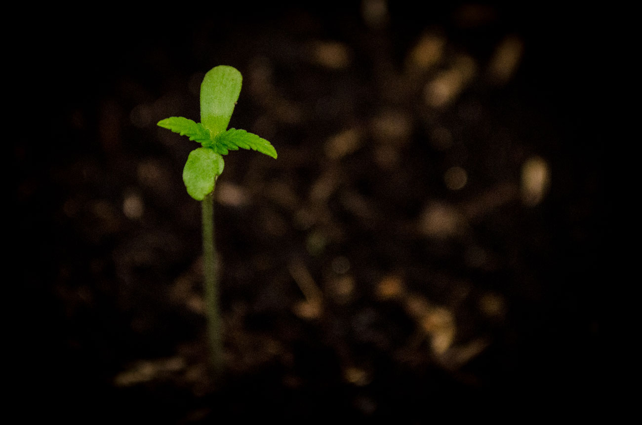 cultivo.jpg