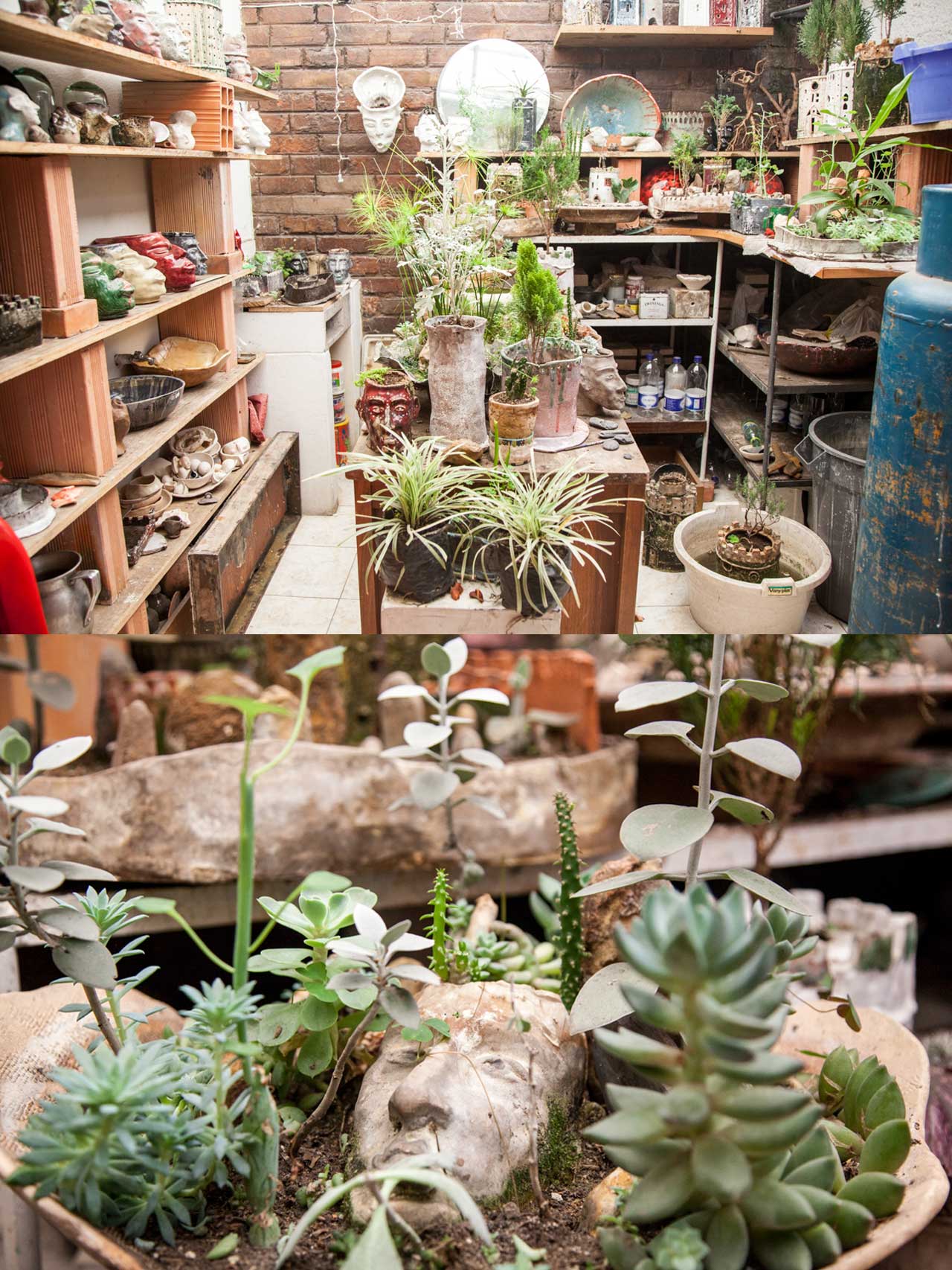 gabriel-silva-plantas.jpg