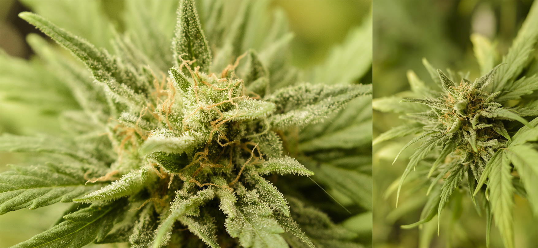organico_4.jpg