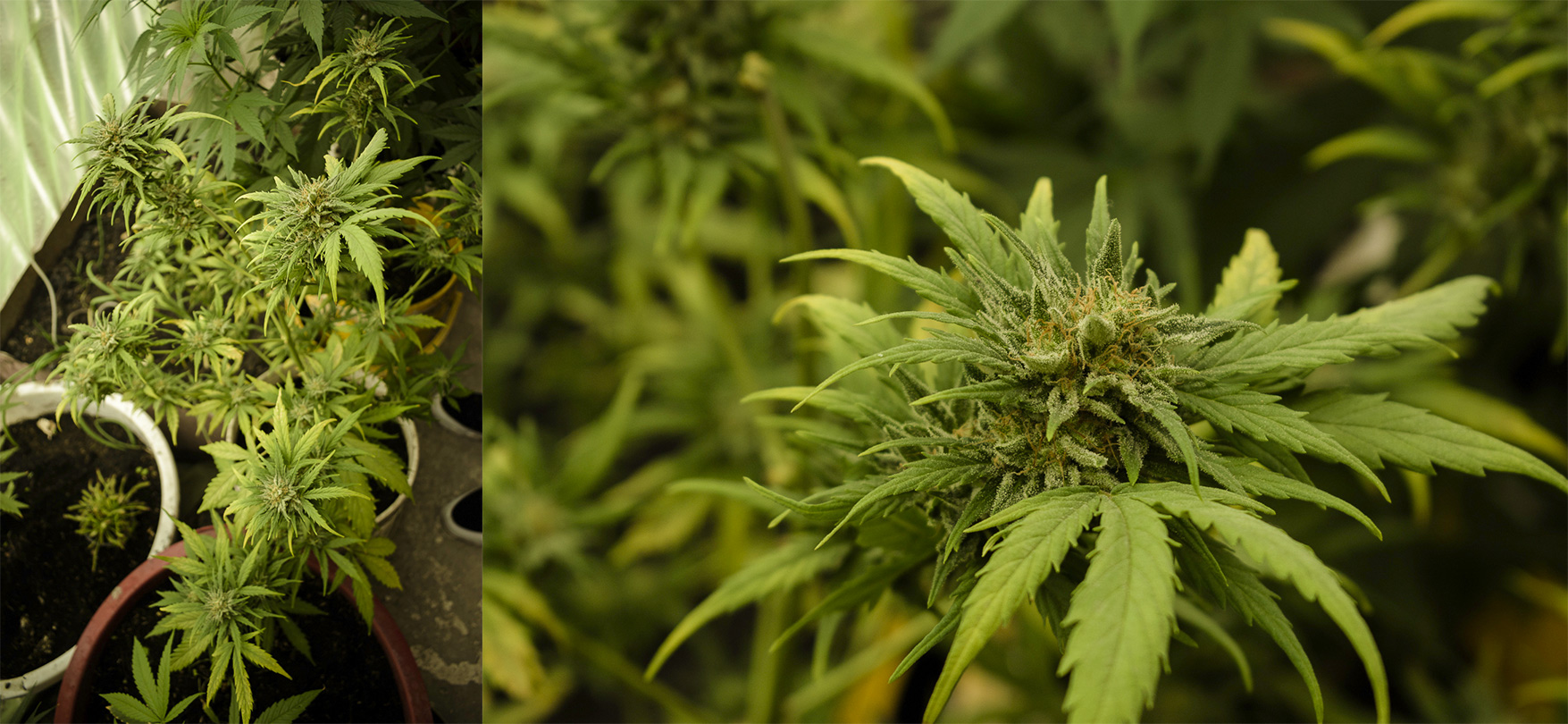 organico_6.jpg