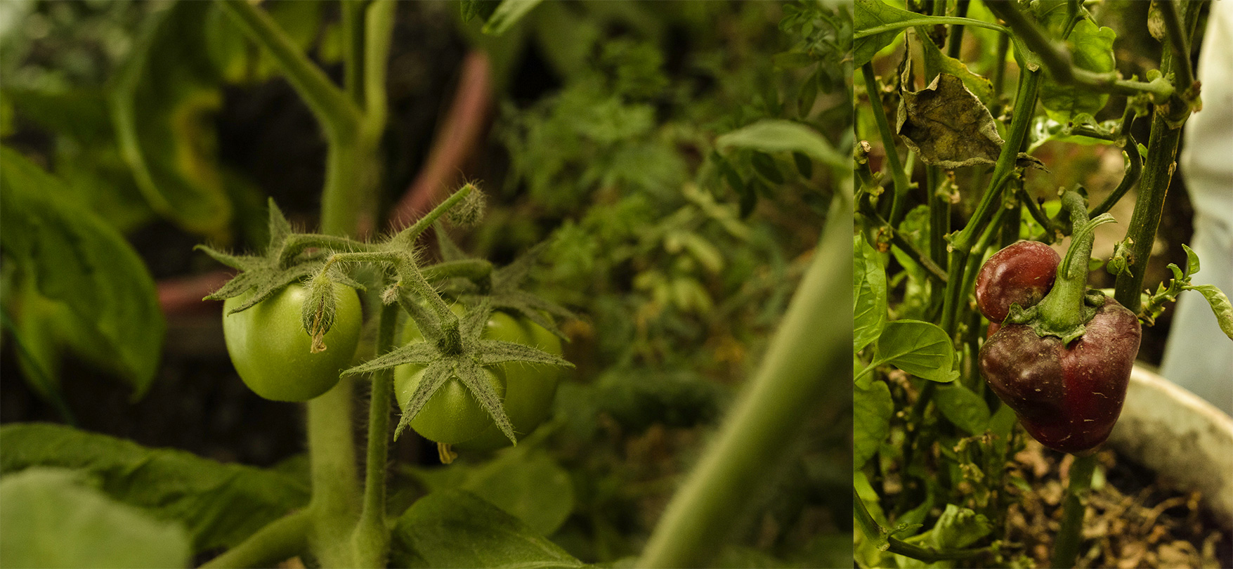 organico_7.jpg