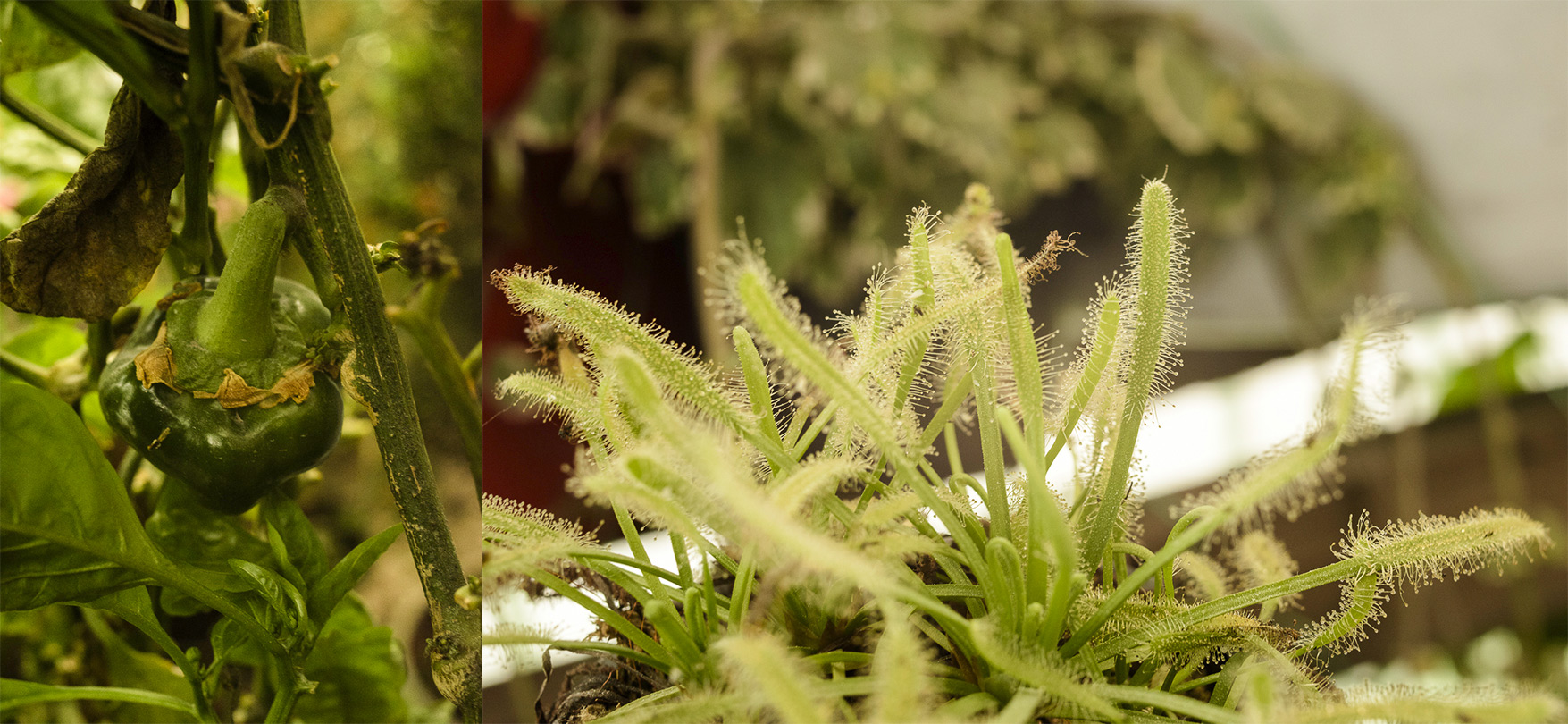 organico_8.jpg
