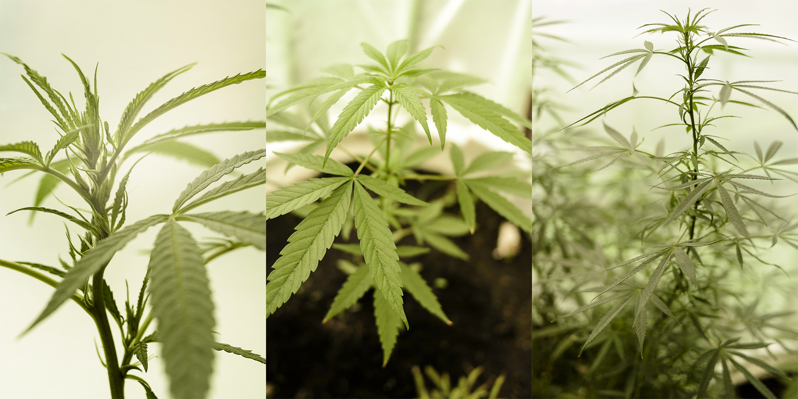 organico_9.jpg