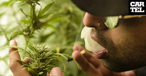 Autocultivadores Cartel Urbano