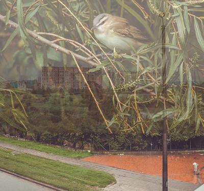 Sin gente rondando, los humedales en Bogotá respiran un nuevo aire