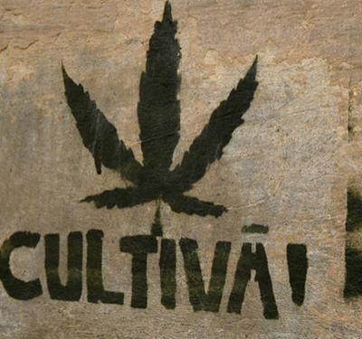 Ruta del Cannabis Cartel Urbano