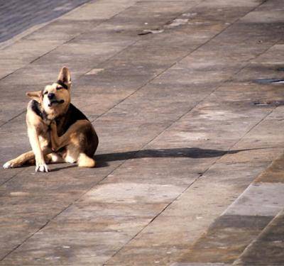 El Gozque, el perro que casi se vuelve fino