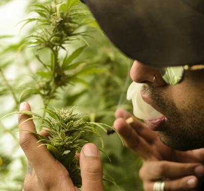 Autocultivadores Cartel Urbano