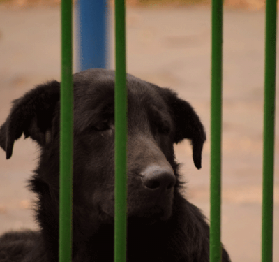 Animales callejeros, los otros afectados en la cuarentena