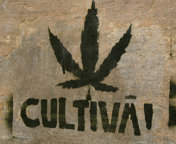 Ruta del Cannabis Cartel Urbano