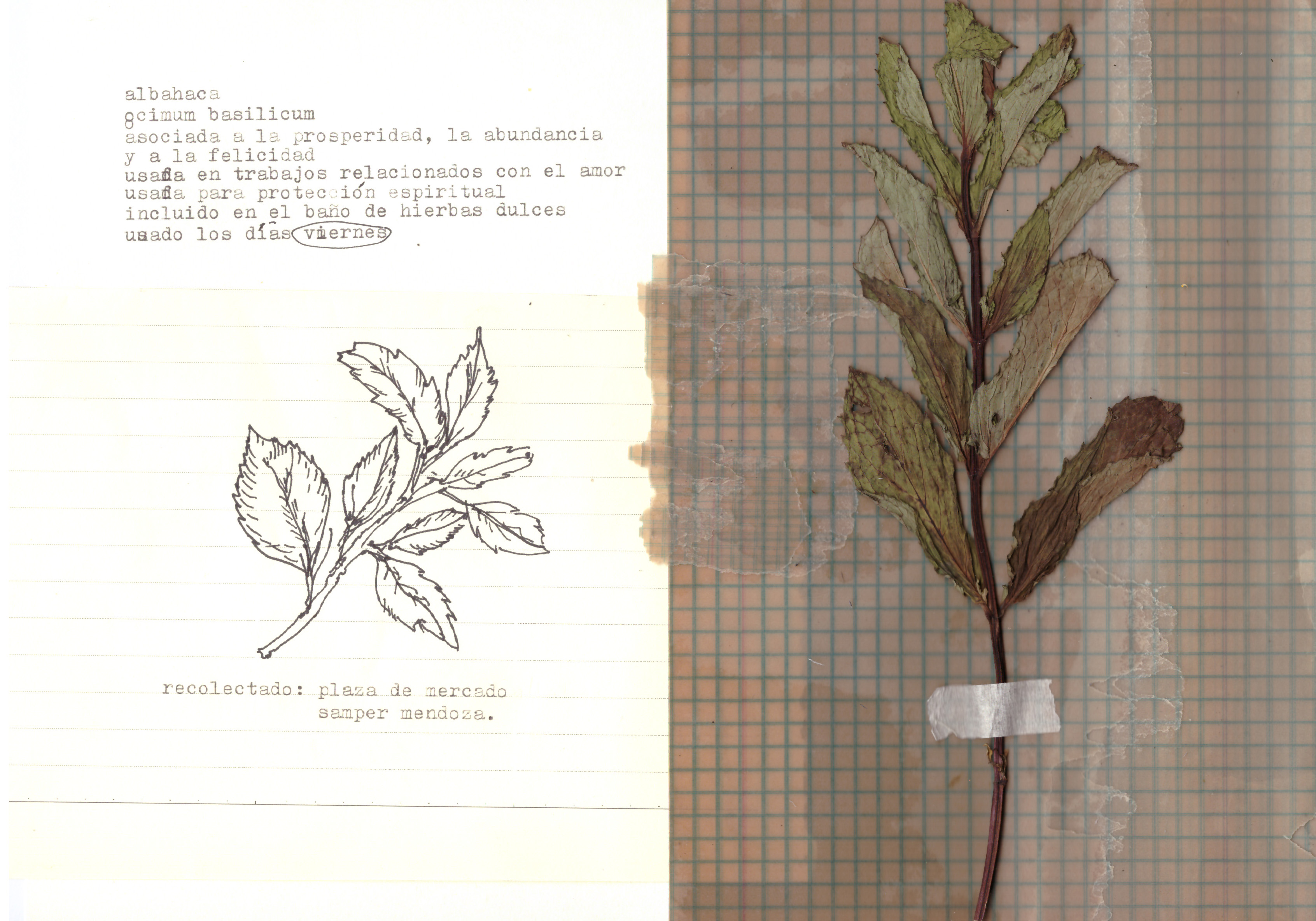 albahaca_0.jpg