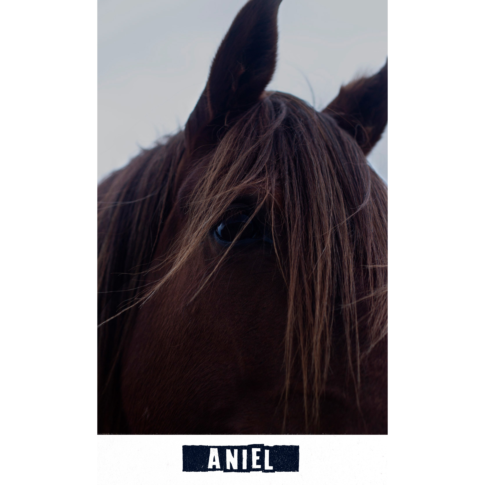 aniel.jpg