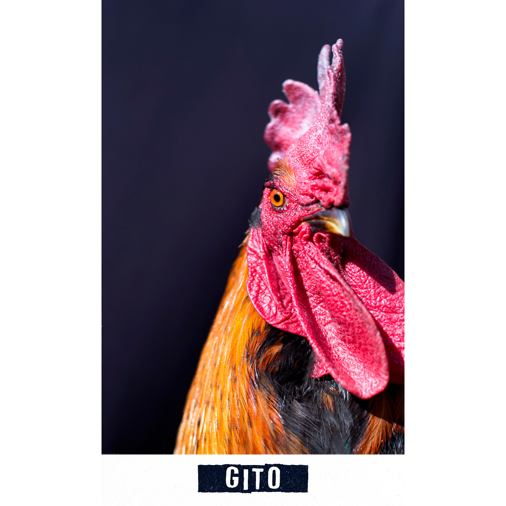 gito.jpg