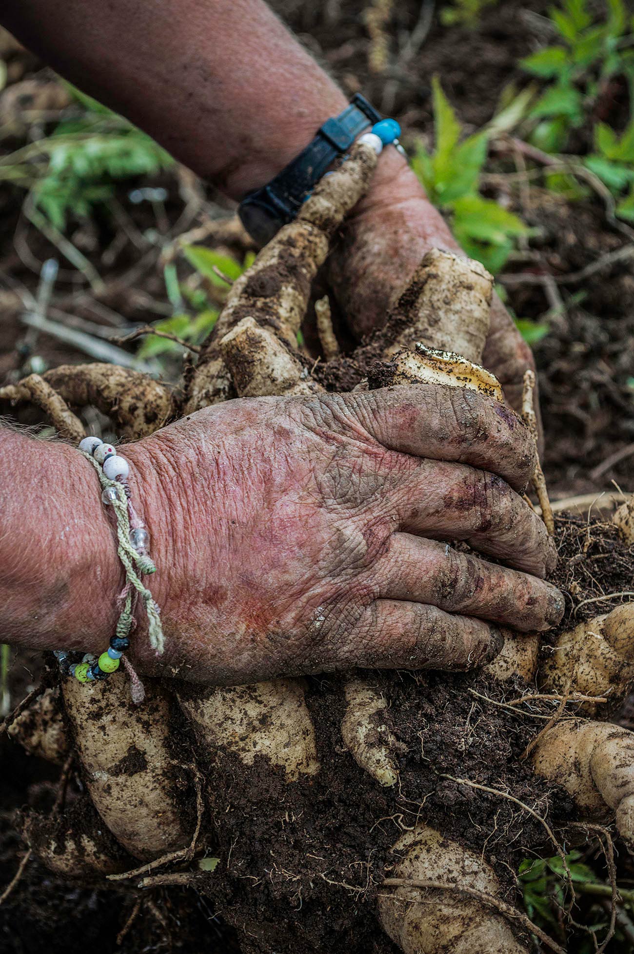 imagenes-de-manos-de-graciela-campesina-colombiana.jpg