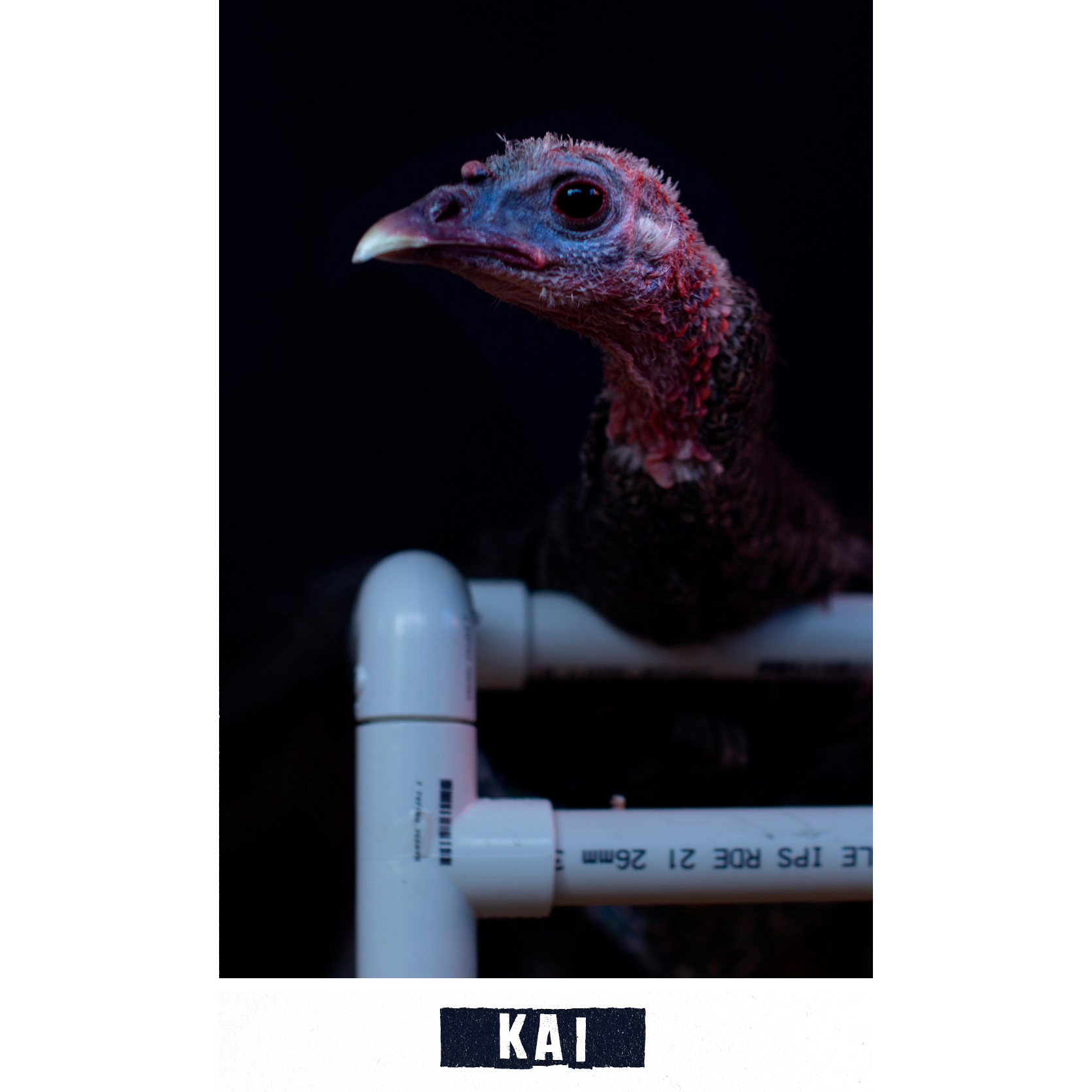 kai.jpg
