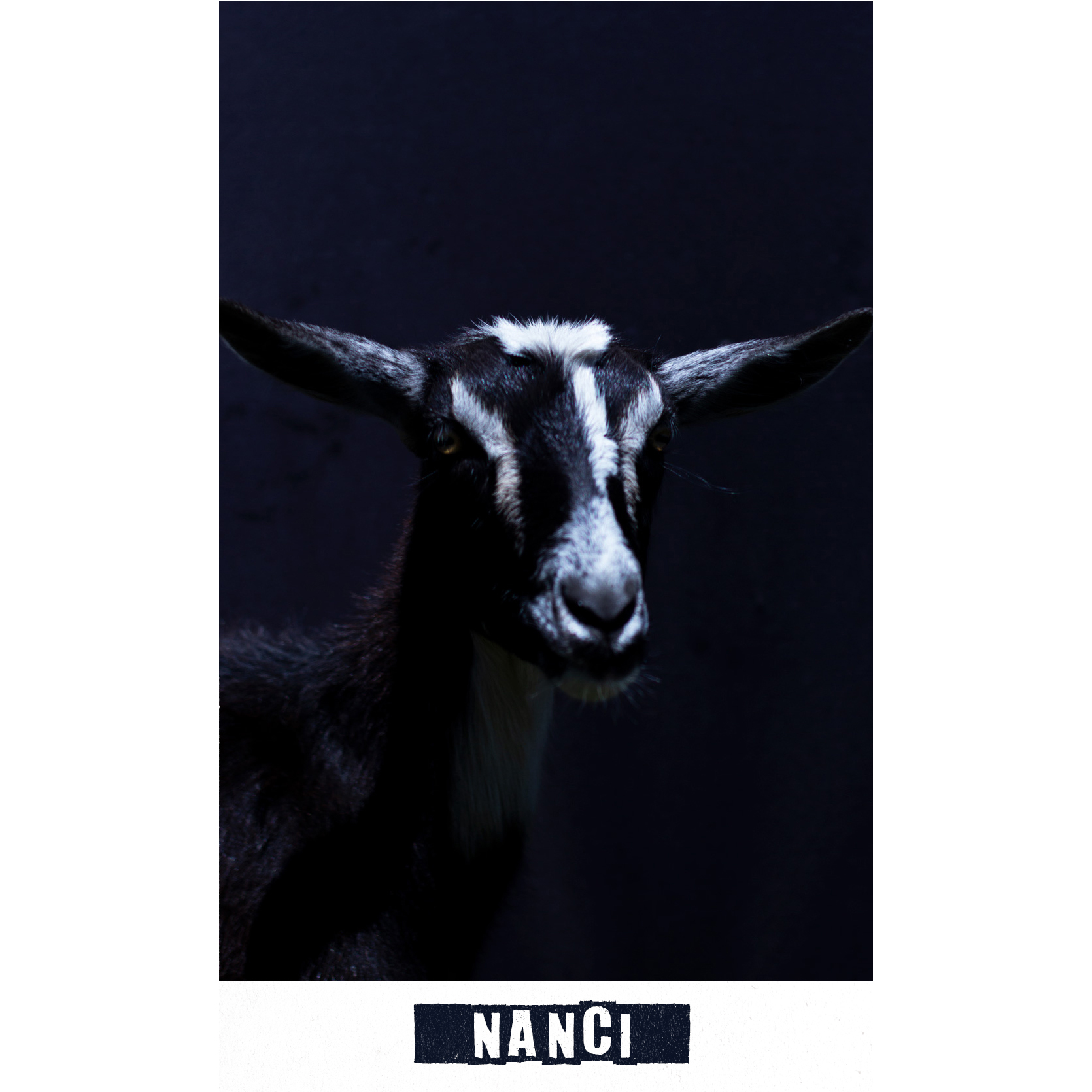 nanci.jpg
