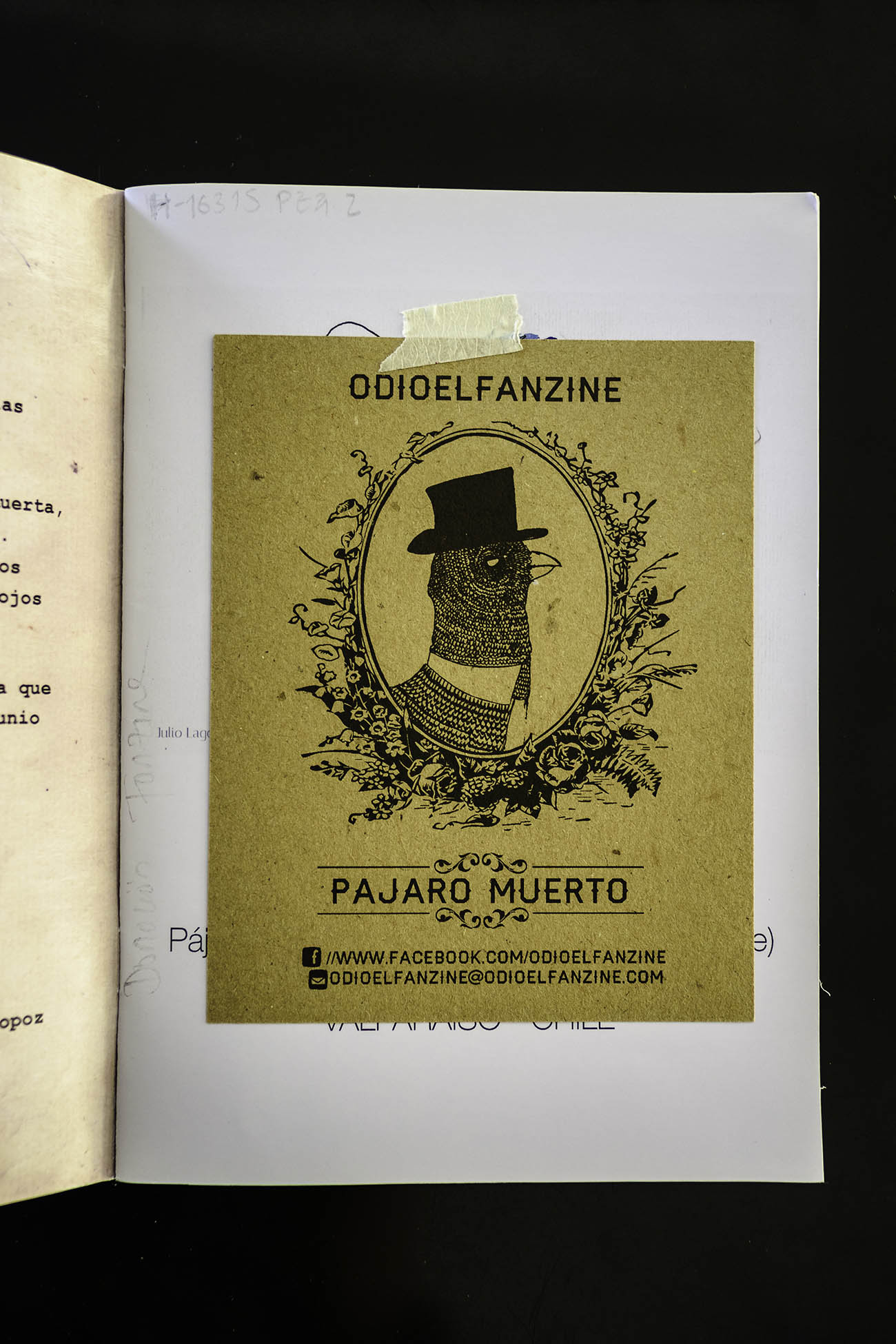 pajaro_1.jpg