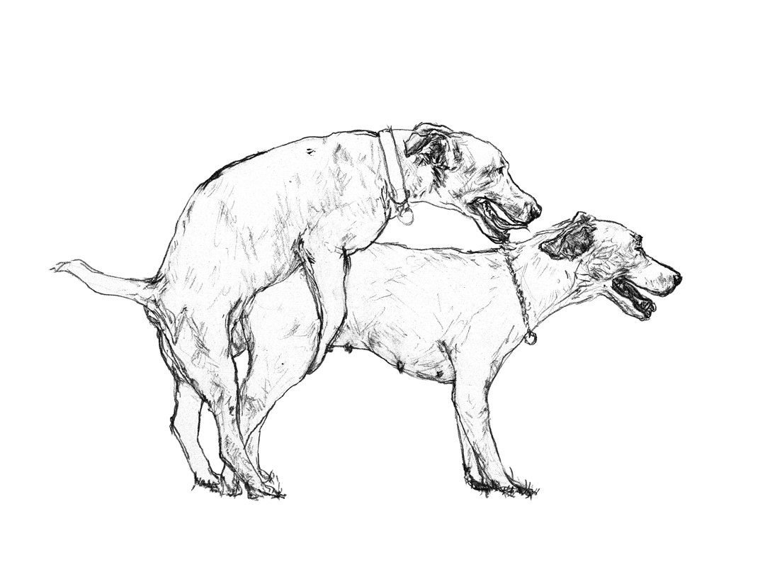 perros_2_1080jpg.jpg