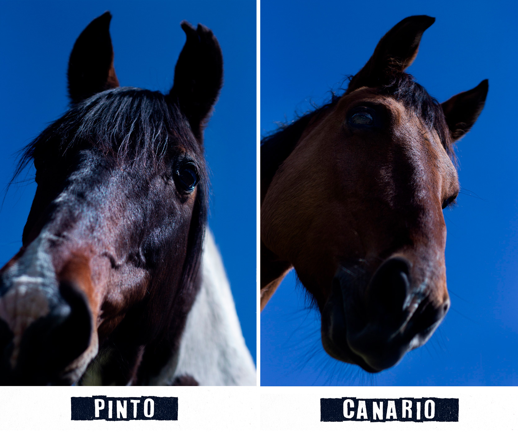 pinto-canario.jpg