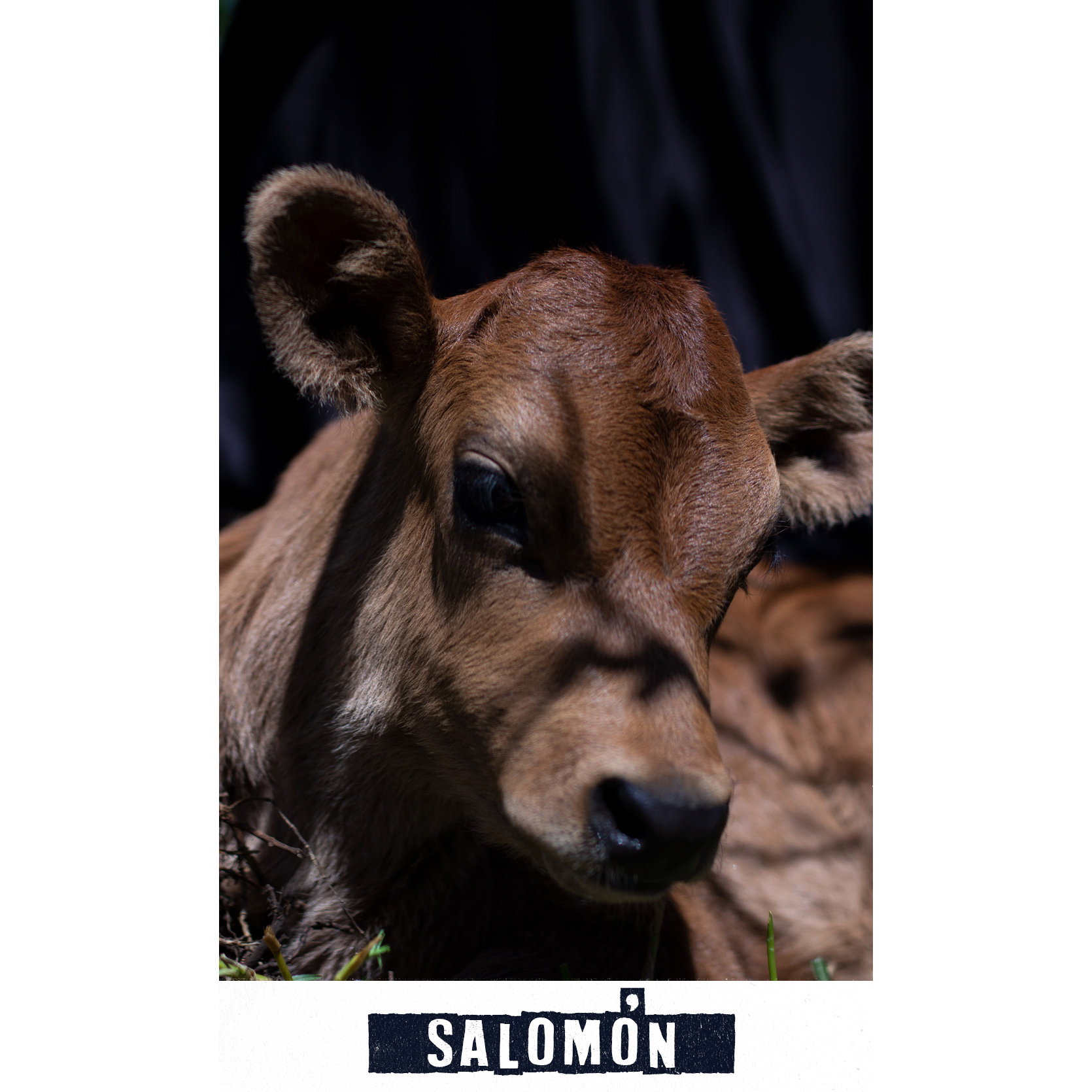 salomon.jpg