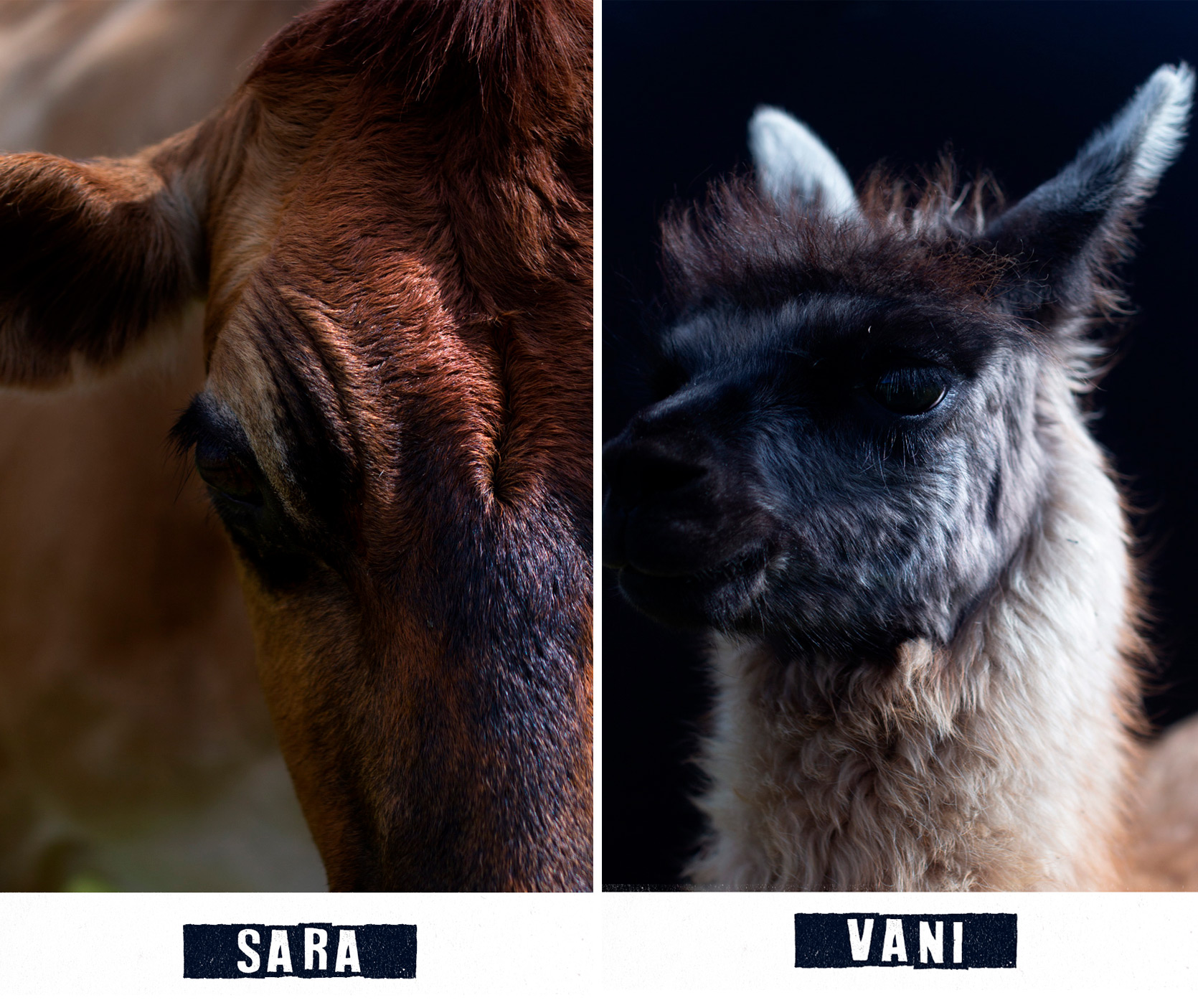 sara-vani.jpg