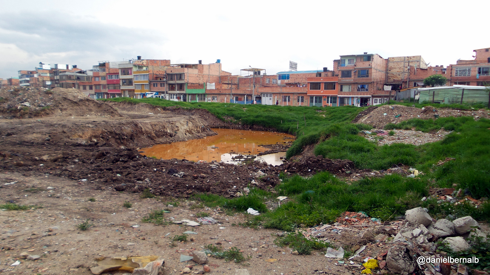 vaca_sur_-_humedales_bogota.jpg
