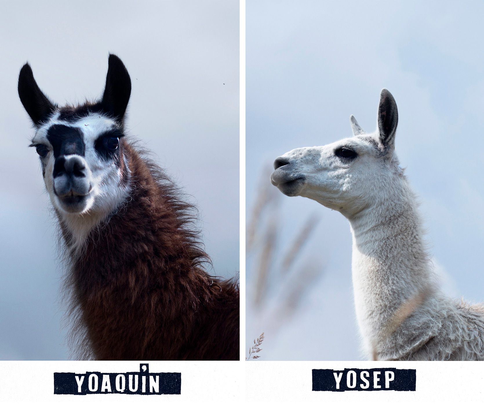 yoaquin-yosep.jpg