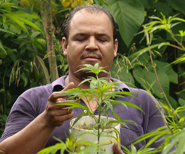 cientificos cannabicos colombia