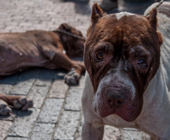 Del barrio Egipto a un refugio en Sibaté: así es el rescate de pitbulls abandonados
