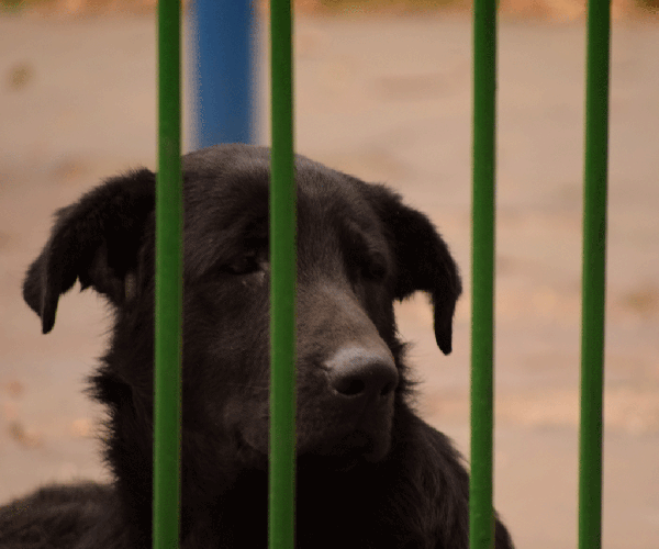 Animales callejeros, los otros afectados en la cuarentena