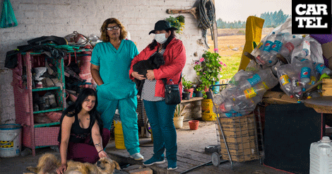 La labor de las proteccionistas de animales en Bosa