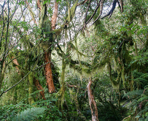 Amazonas, África, Isla Borneo.