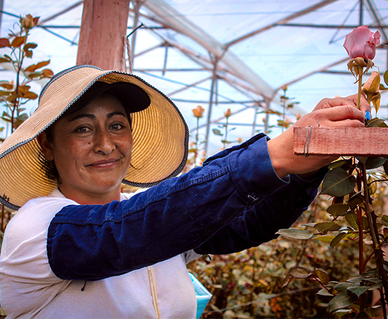 Flores en La Sabana: una mirada al oficio de las floristas  
